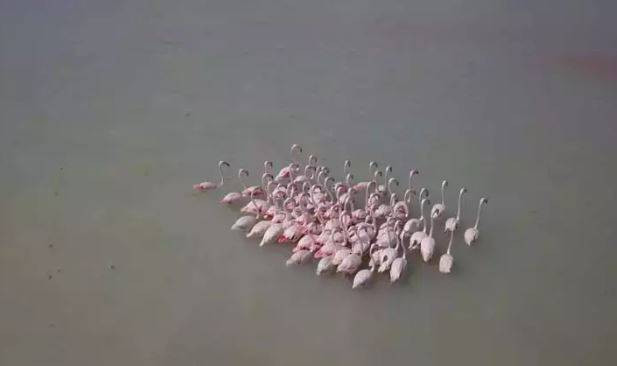 Arin Gölü'nde flamingo şöleni - Resim: 16